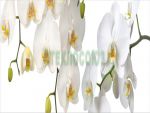 Фартуки
