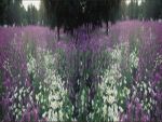 Фартуки